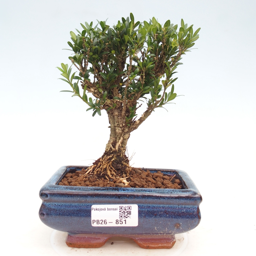 Szobai bonsai - Buxus harlandii - parafa buxus