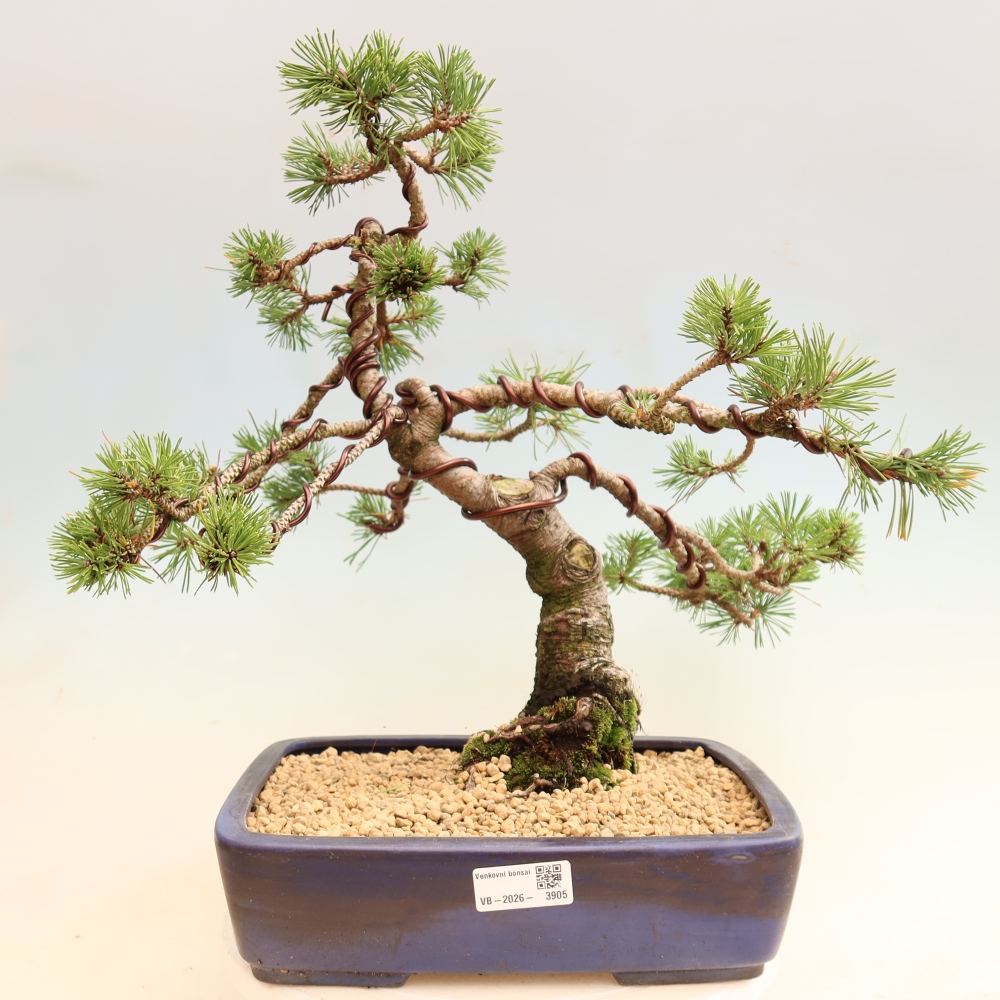 Kültéri bonsai – Pinus mugo Humpy – Törpefenyő