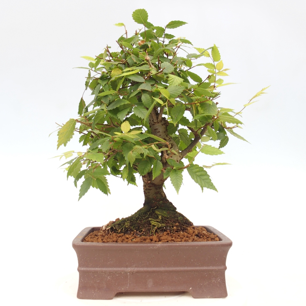 Kültéri bonsai - Zelkova - Zelkova NIRE