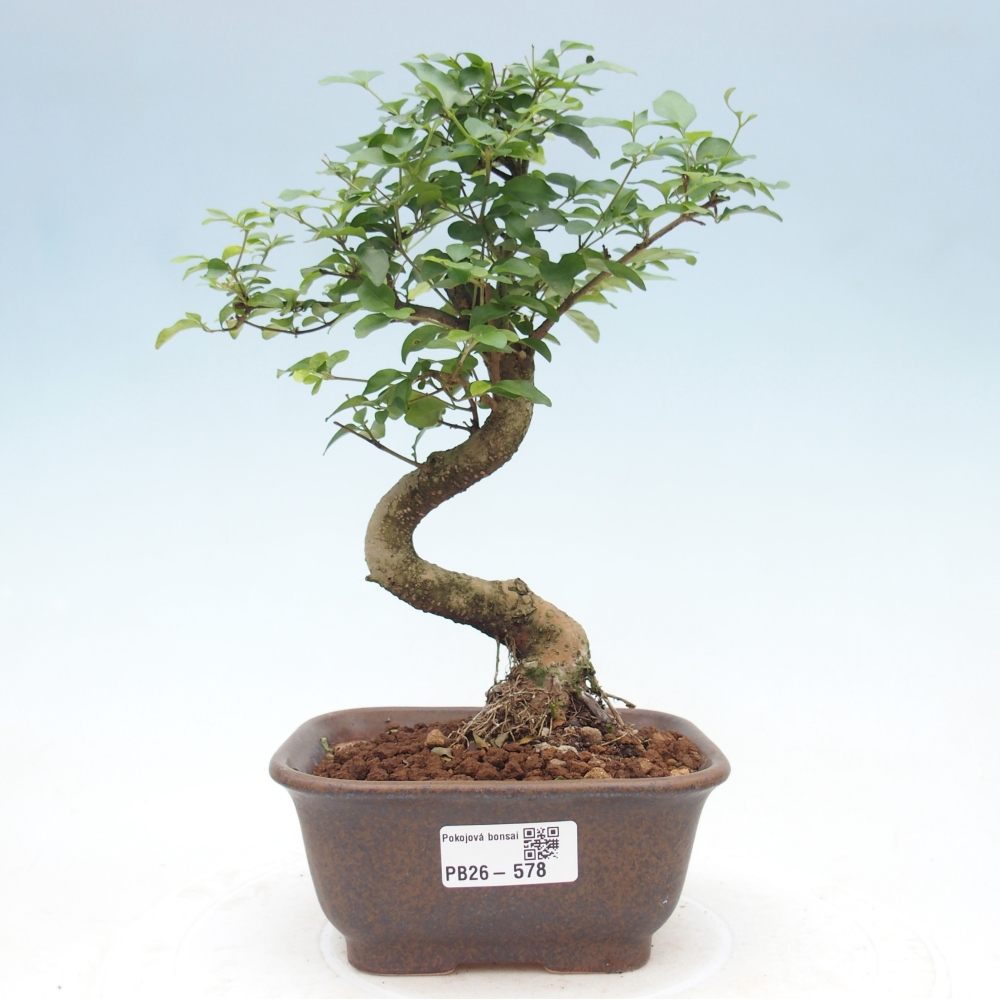 Szobai bonsai -Ligustrum chinensis - Madárcsőr