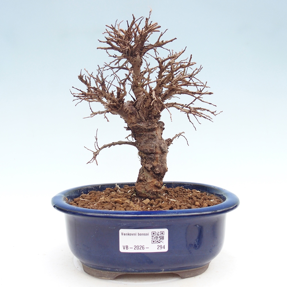 Kültéri bonsai - Zelkova - Zelkova NIRE