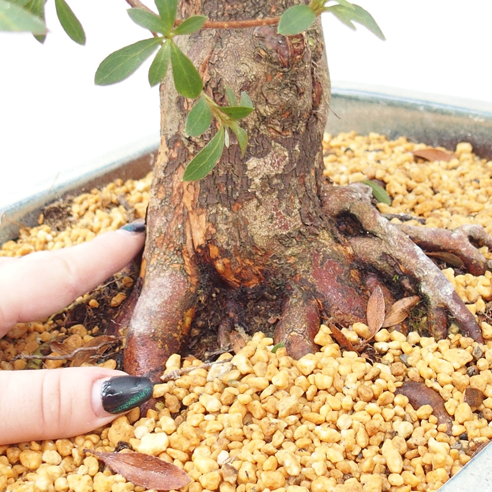 Kültéri bonsai - Japán azálea - Azalea satsuki
