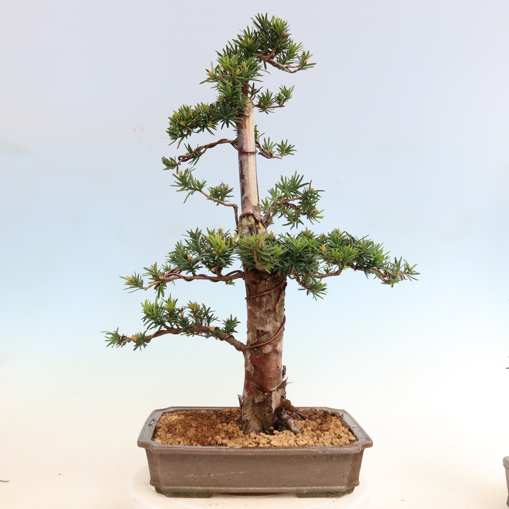 Kültéri bonsai - Taxus cuspidata - japán tiszafa