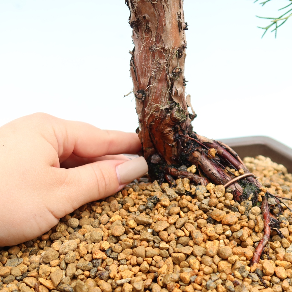 Kültéri bonsai - Juniperus chinensis Kishu