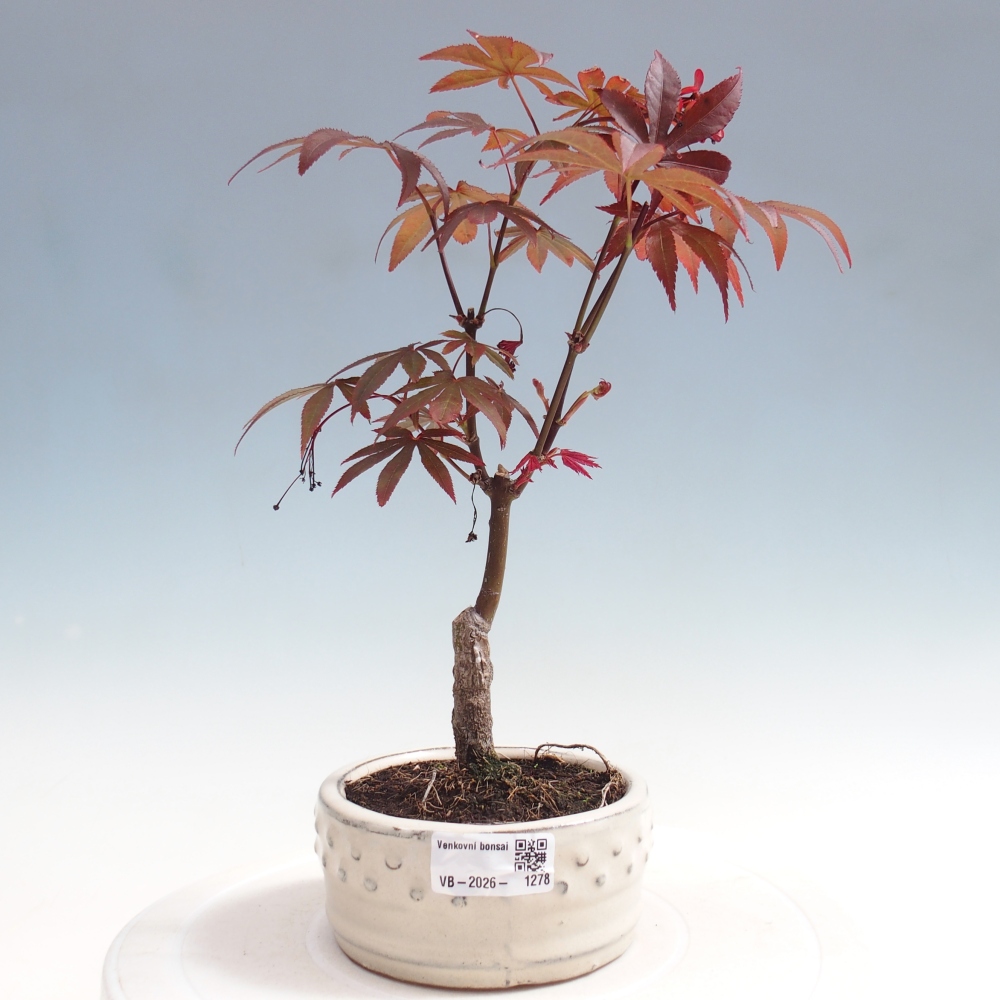 Kültéri bonsai - Acer pálma. Atropurpureum-Javor palmate
