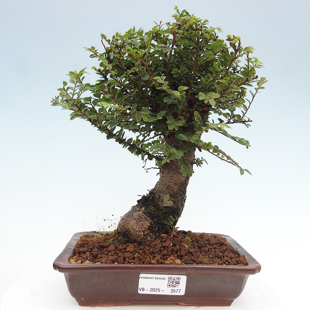 Kültéri bonsai - Ulmus parvifolia Hokkaido - Kínai szil - Ulmus parvifolia Hokkaido