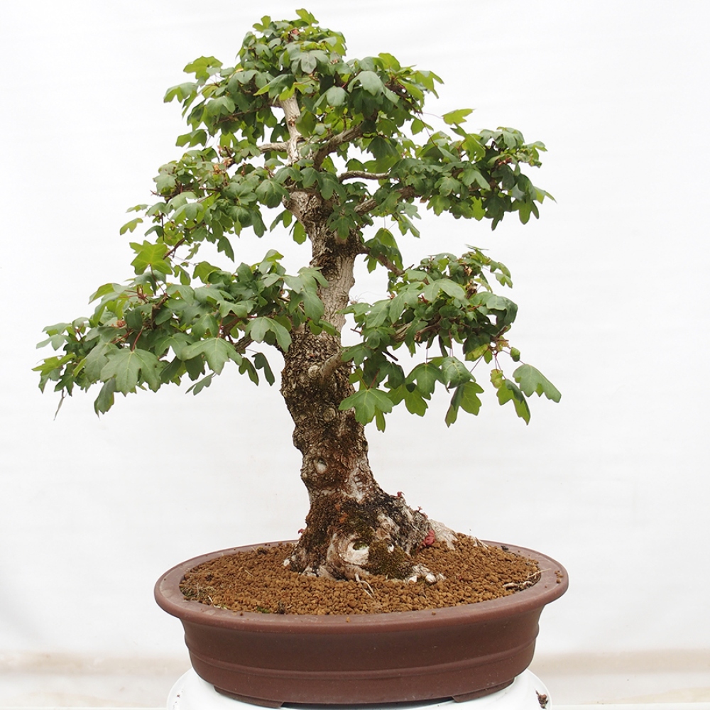 Kültéri bonsai -Javor babyka - Acer campestre