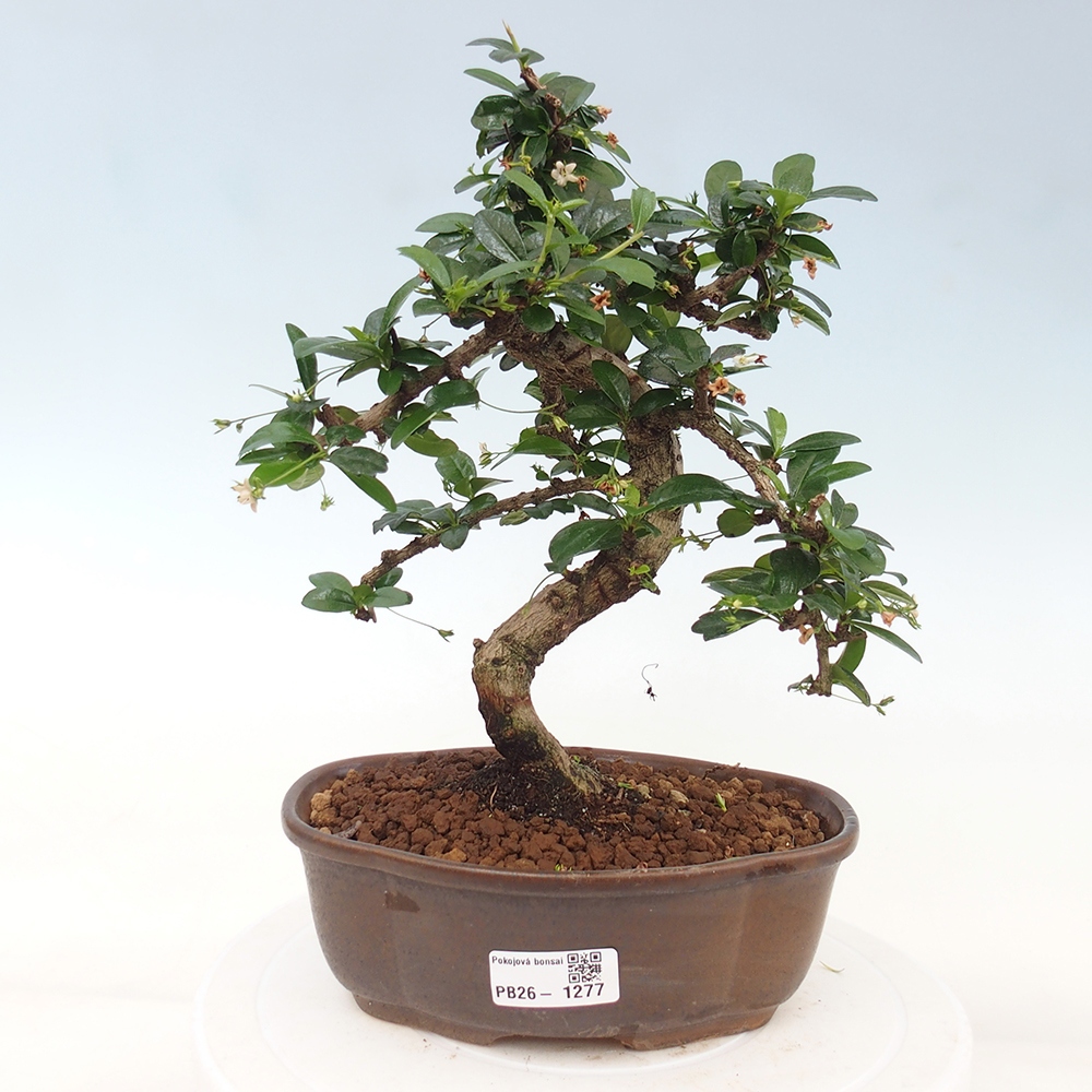 Szobai bonsai - Carmona macrophylla - Tea fuki