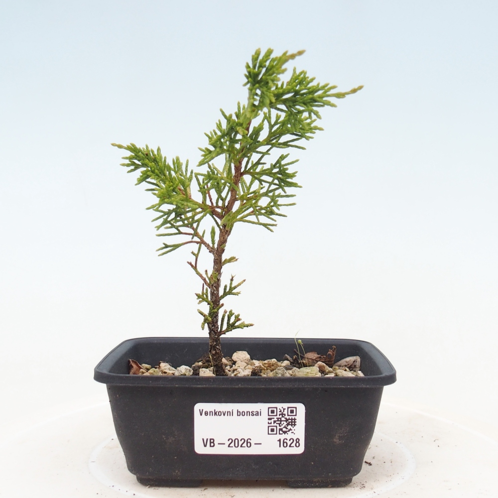 Kültéri bonsai - Juniperus chinensis Itoigawa