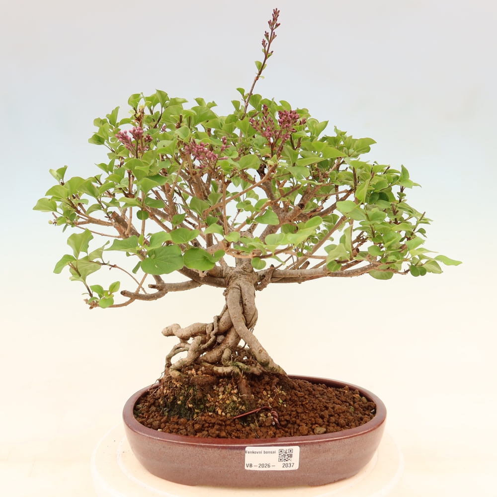 Kültéri bonsai - Syringa microphylla - kisvirágú lila