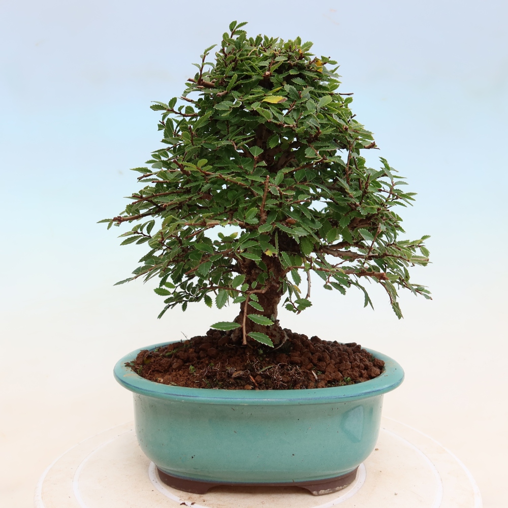 Kültéri bonsai - Zelkova - Zelkova NIRE