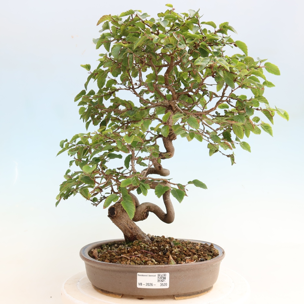 Kültéri bonsai -Carpinus CARPINOIDES - Koreai gyertyánfa