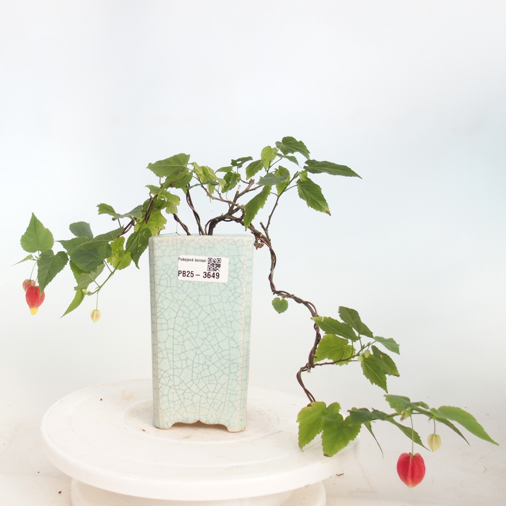 Beltéri bonsai - Abutilon Big Bell - Felhőbogyó