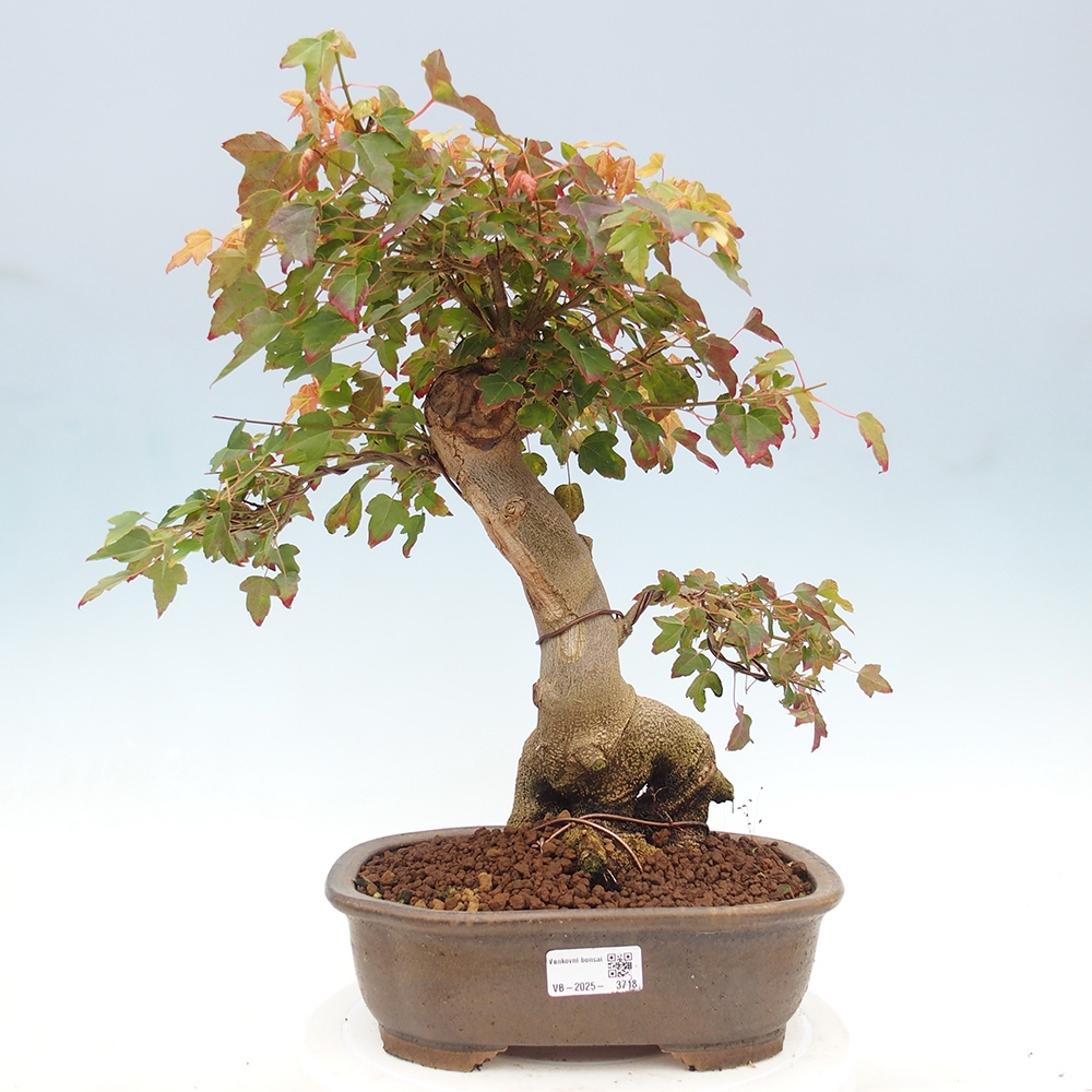Kültéri bonsai - Acer Buergerianum - Burger juhar