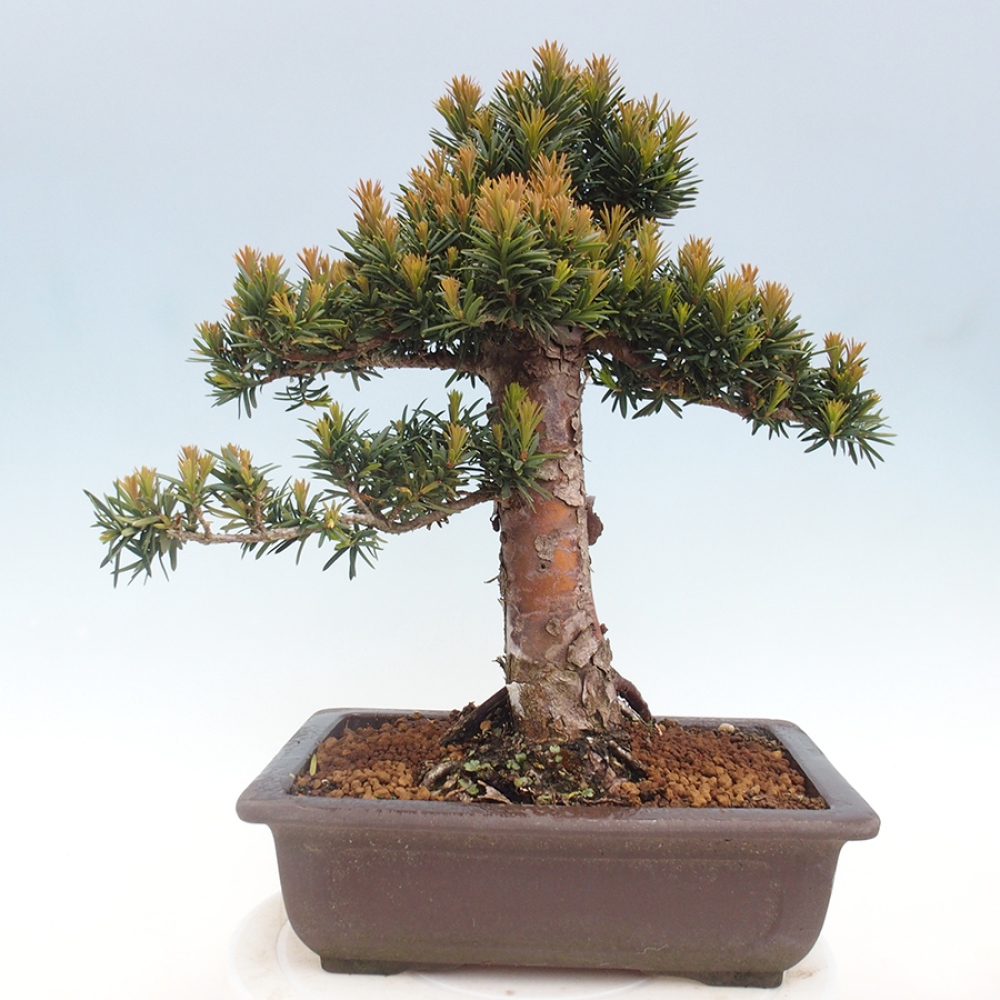 Kültéri bonsai - Taxus cuspidata - japán tiszafa