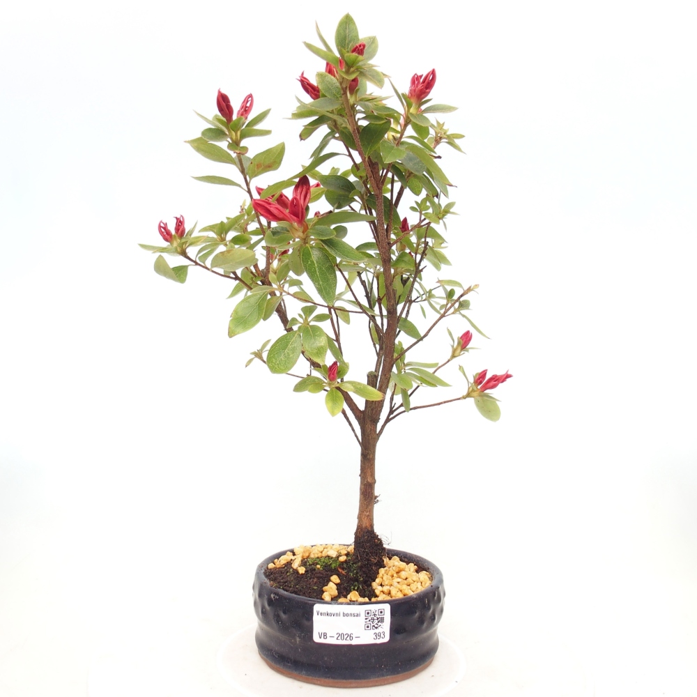 Kültéri bonsai - japán azálea - Azalea sp.