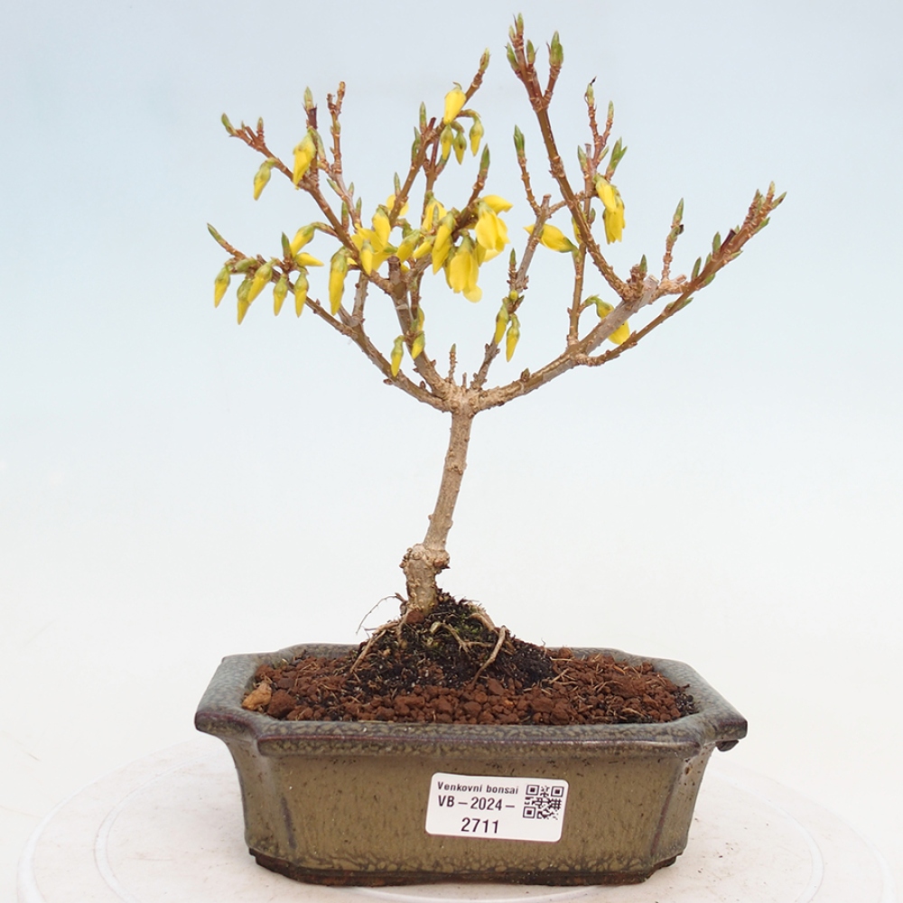 Kültéri bonsai - Zlatice - Forsythia intermedia