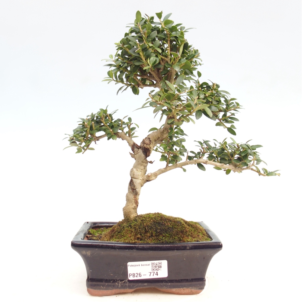 Szobai bonsai - Ilex crenata - Holly