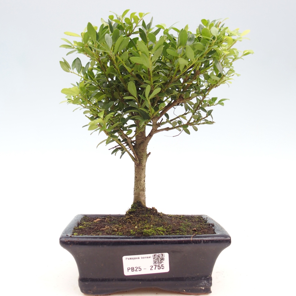Szobai bonsai - Ilex crenata - Holly