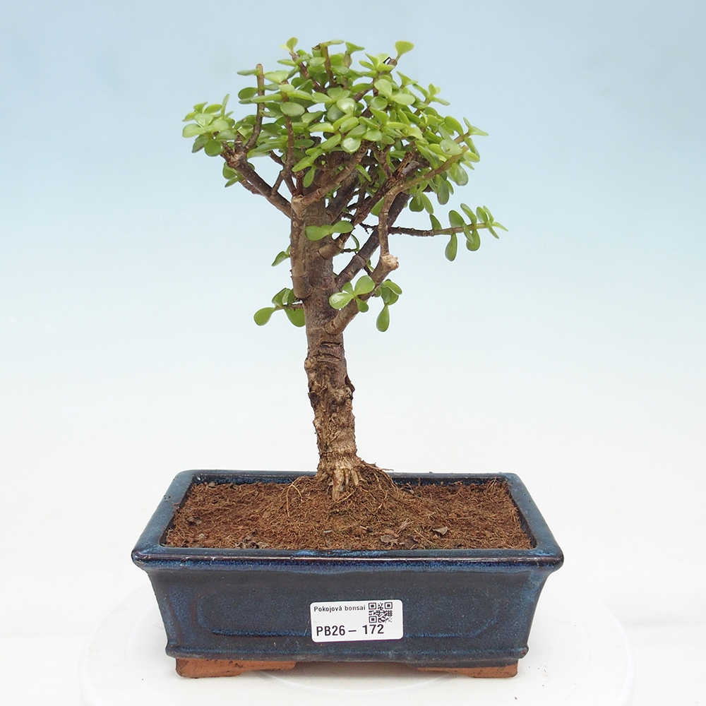 Szoba bonsai - Portulakaria Afra - Tlustice
