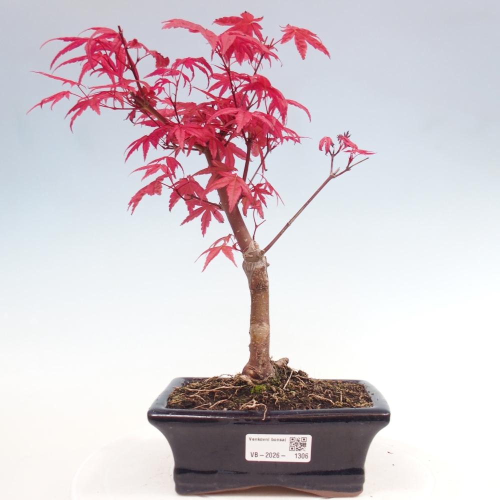 Kültéri bonsai - Acer palmatum DESHOJO
