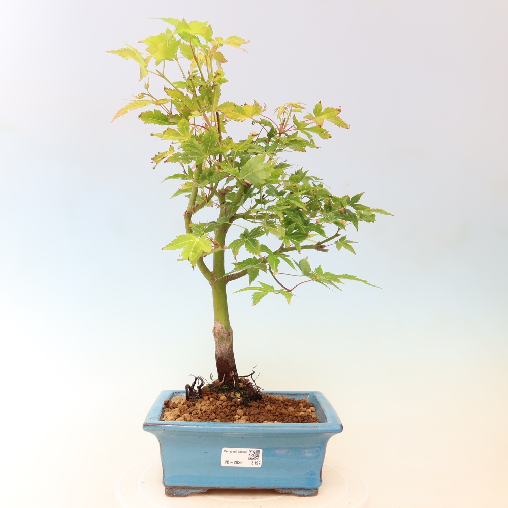 Acer palmatum Aureum - Arany juhar