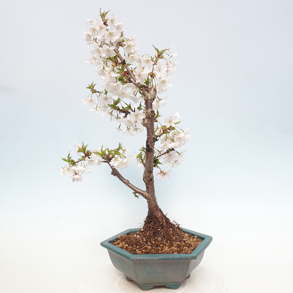 Kültéri bonsai - Prunus incisa Kojou-no mai-Plivon kivágva