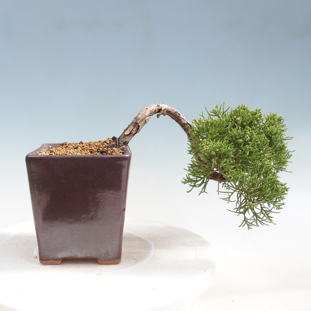 Kültéri bonsai - Juniperus chinensis Kishu