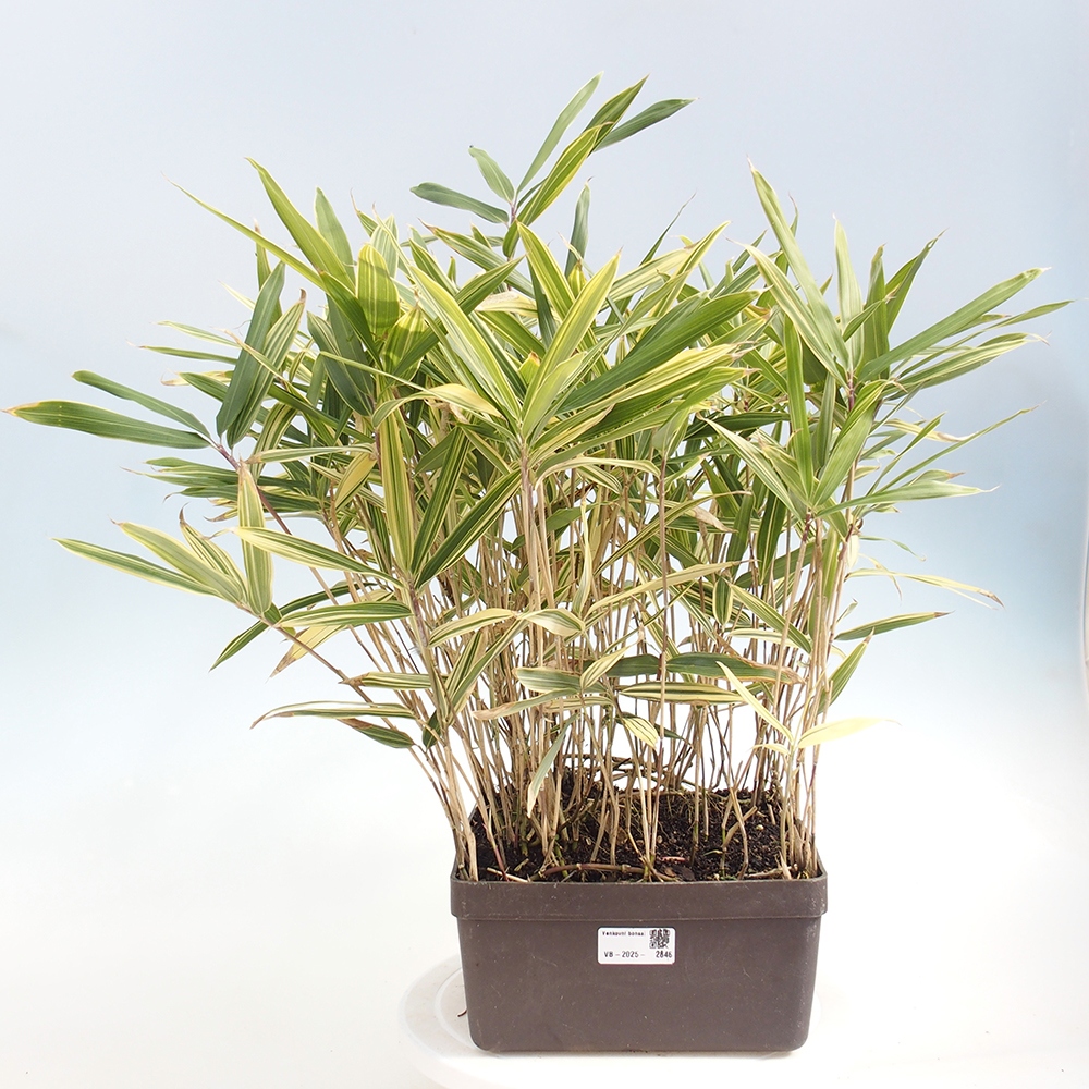 Kültéri bonsai - Sasaella masamuneana Albostriata - Bambusz
