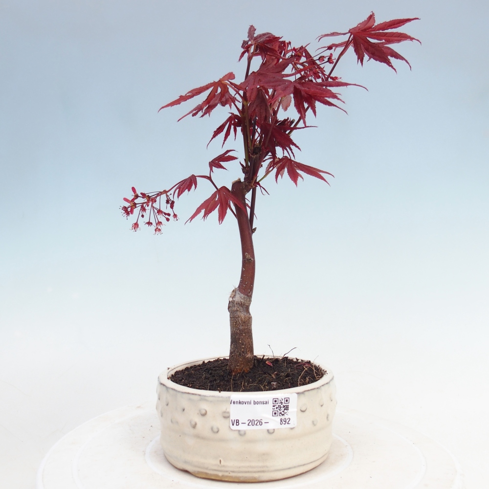 Kültéri bonsai - Acer pálma. Atropurpureum-Javor palmate