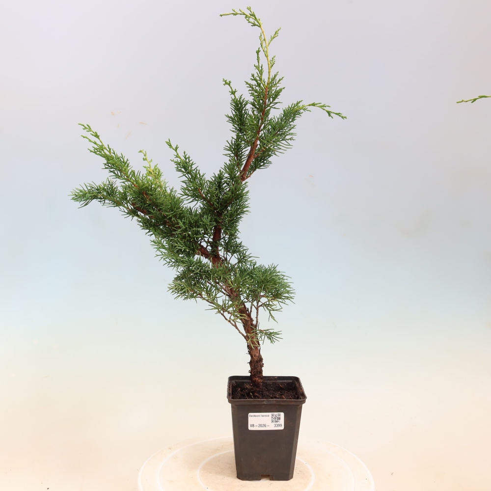 Kültéri bonsai - Juniperus chinensis Kishu