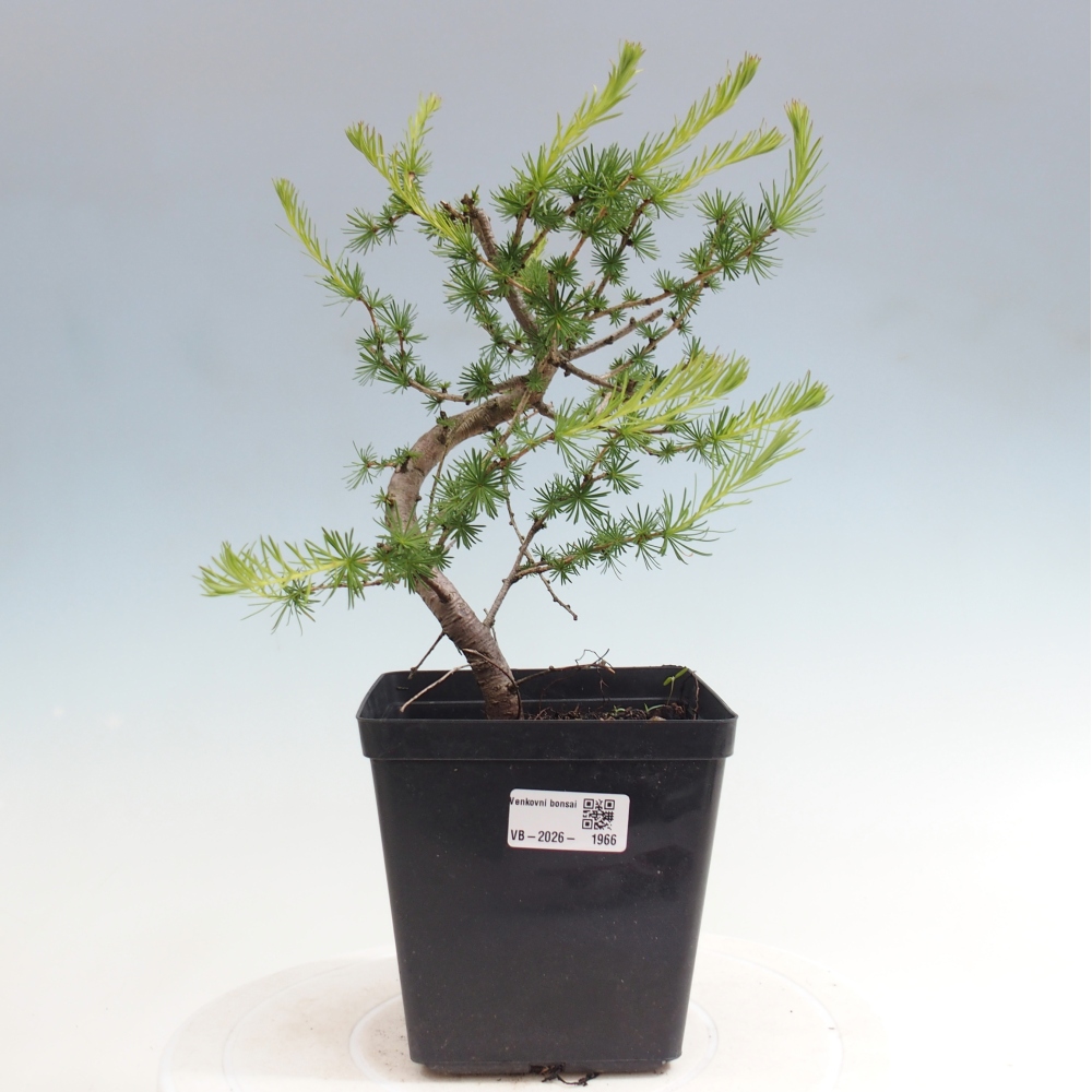 Kültéri bonsai - Larix decidua - vörösfenyő
