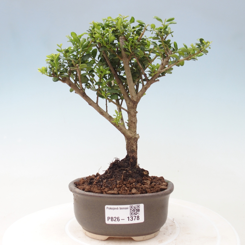 Szobai bonsai - Ilex crenata - Holly