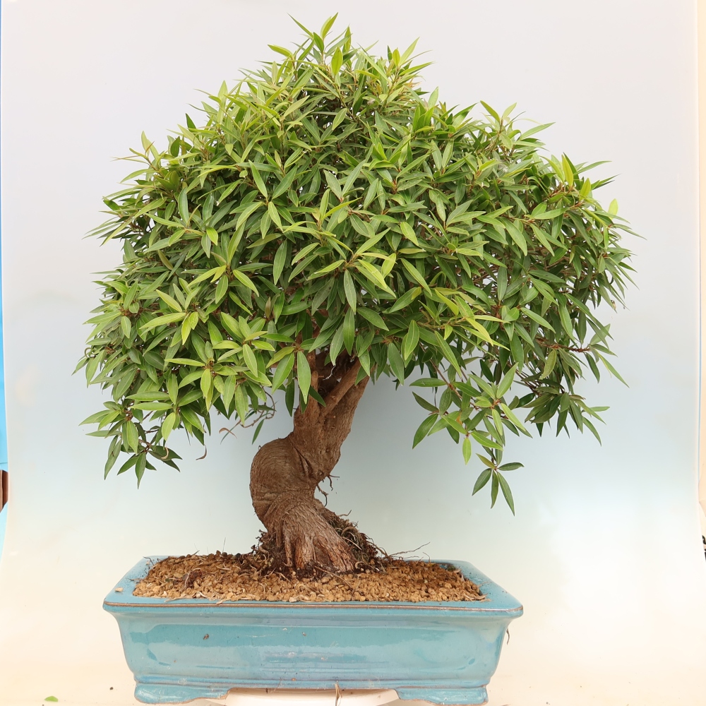 Szobai bonsai - Ficus nerifolia - kislevelű fikusz