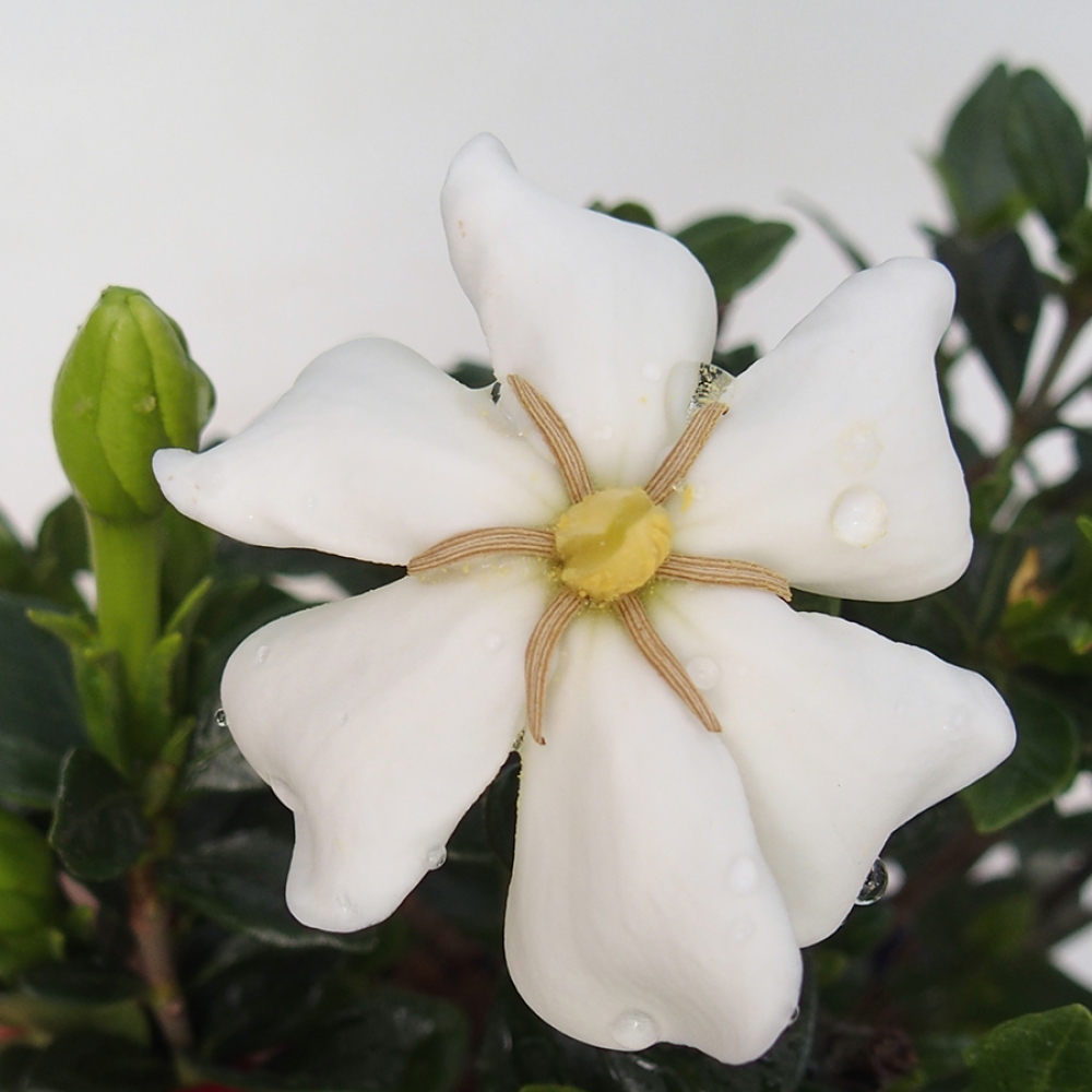 Szobai bonsai - Gardenia jasminoides-Gardenia
