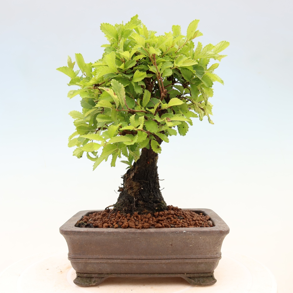 Kültéri bonsai - Zelkova - Zelkova NIRE