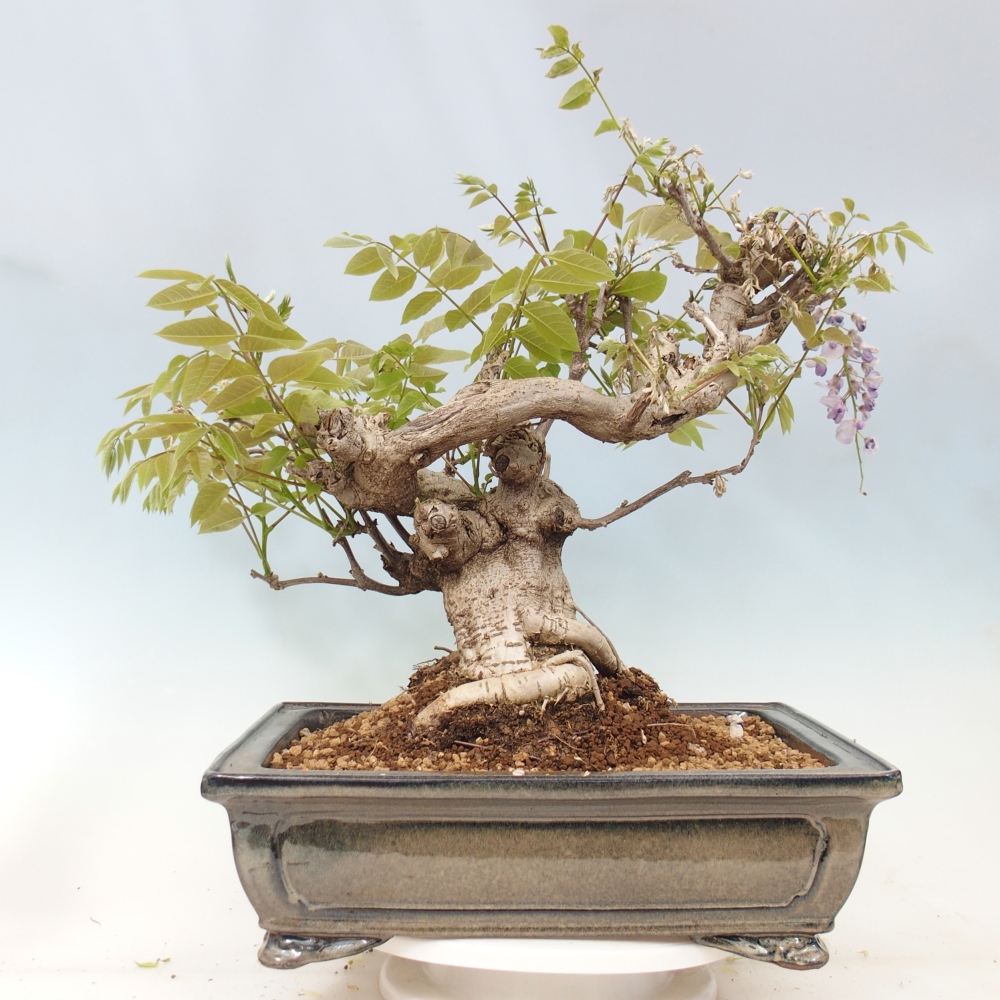 Kültéri bonsai - Wisteria floribunda
