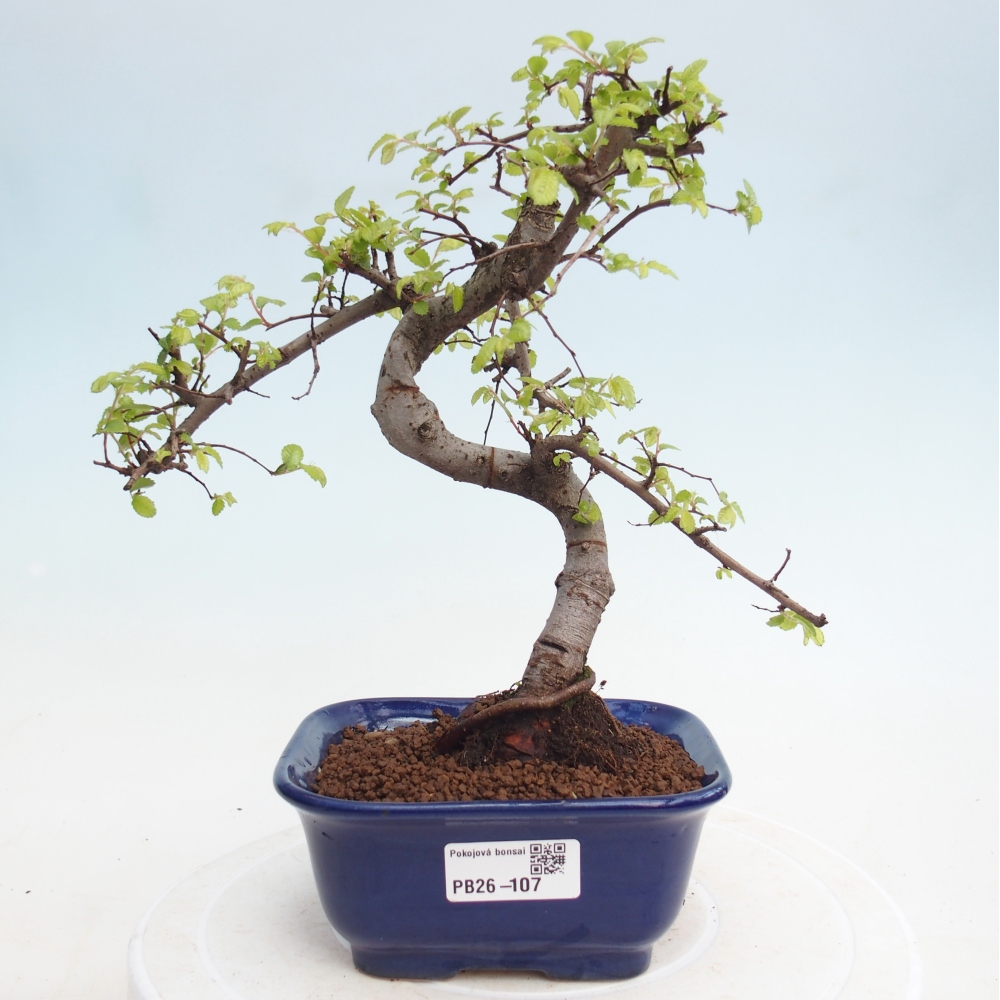 Szobai bonsai - Ulmus parvifolia - Kislevelű szilfa
