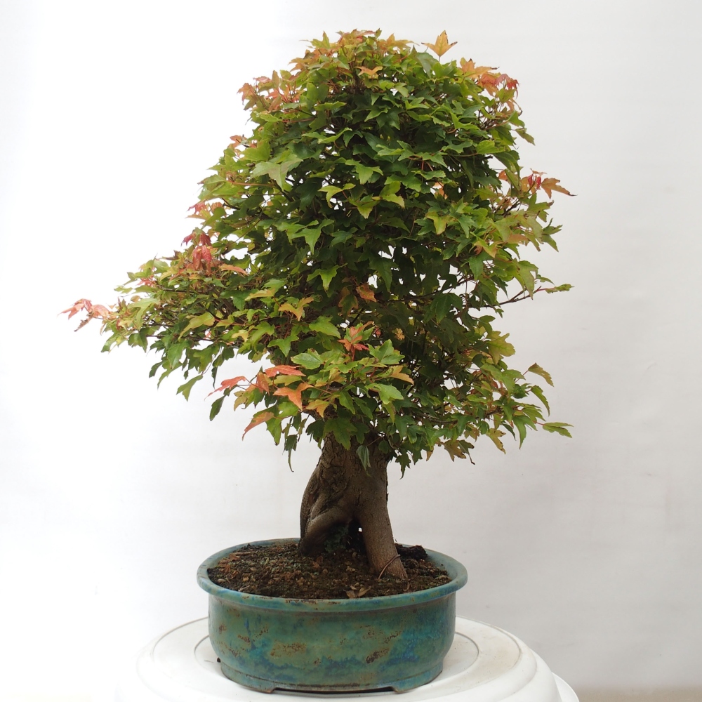 Kültéri bonsai - Acer Buergerianum - Burger juhar