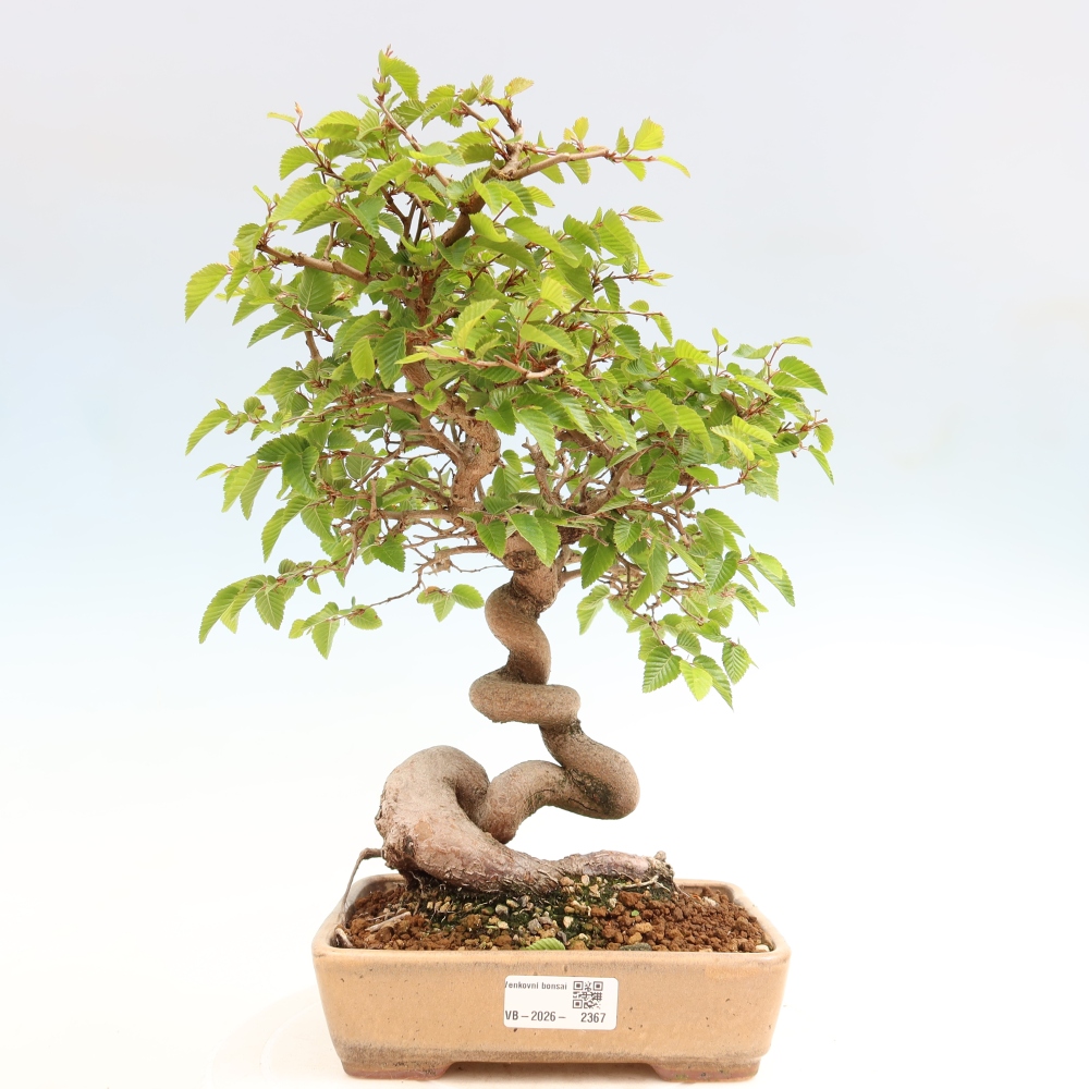 Kültéri bonsai -Carpinus Coreana - Koreai gyertyánfa