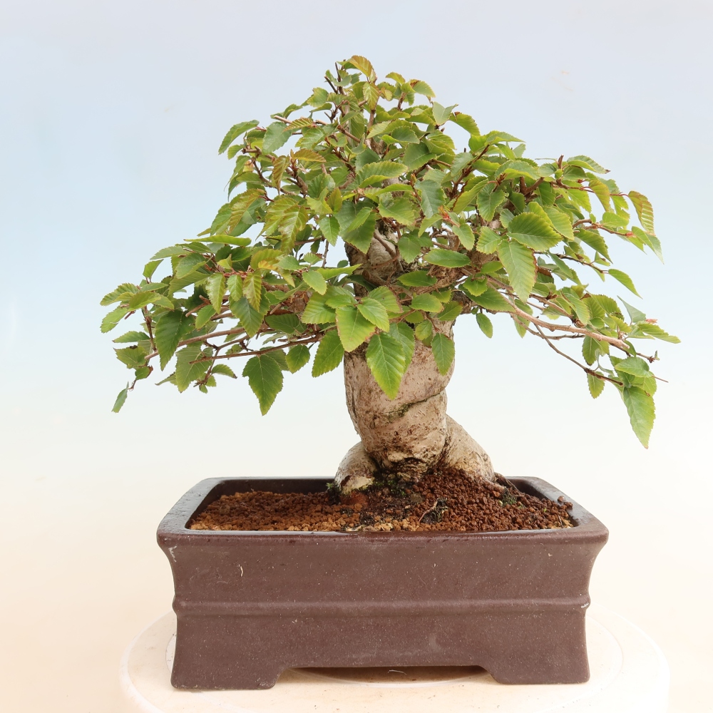 Kültéri bonsai -Carpinus CARPINOIDES - Koreai gyertyánfa