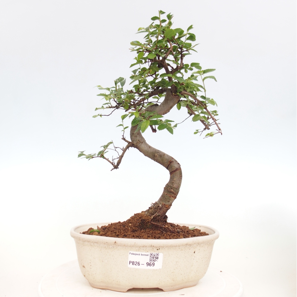 Szobai bonsai - Ulmus parvifolia - Kislevelű szilfa