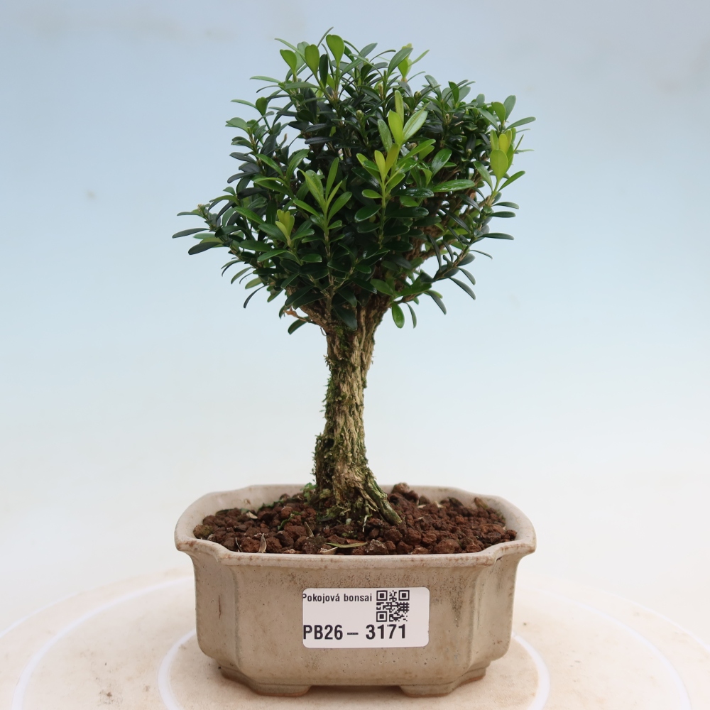 Szobai bonsai - Buxus harlandii - parafa buxus