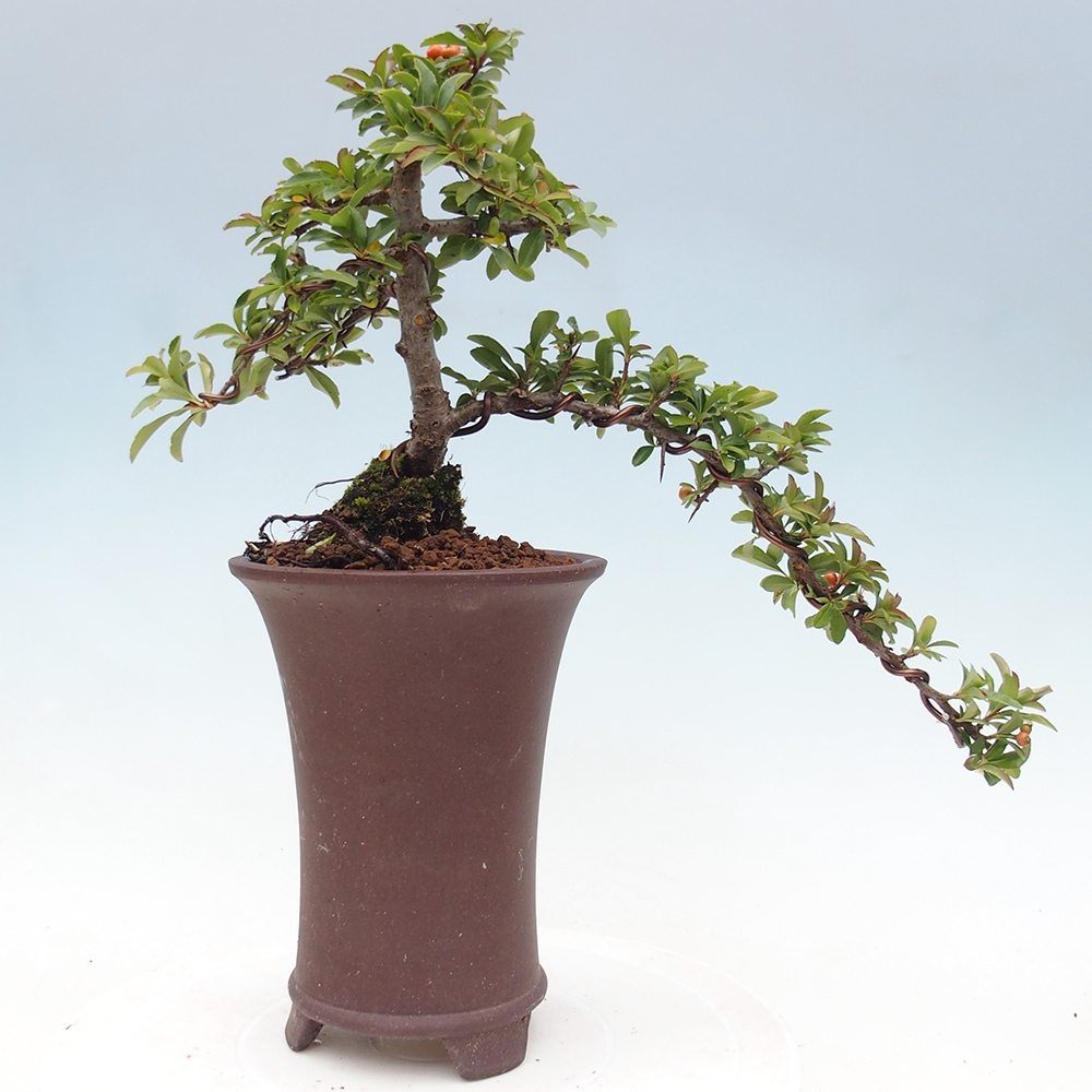 Kültéri bonsai-Pyracantha Teton - Hlox