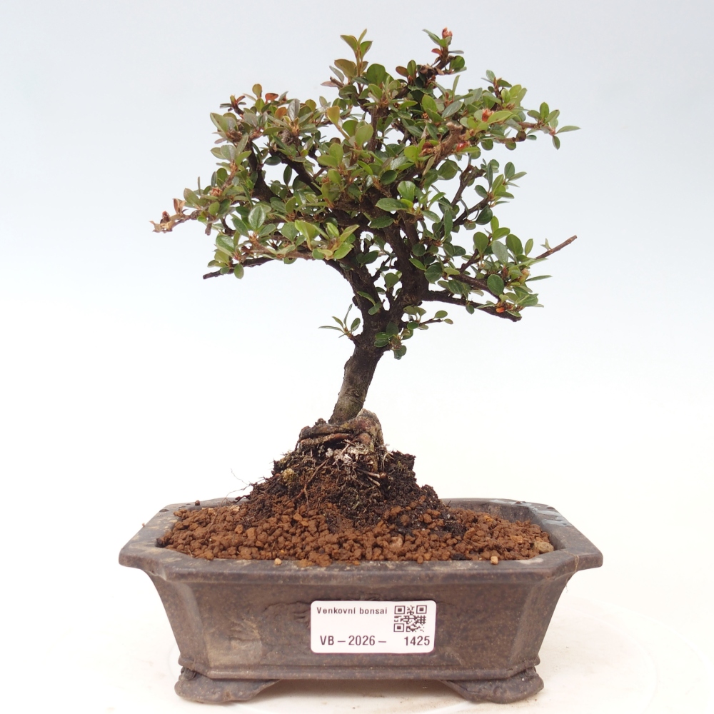Kültéri bonsai - Cotoneaster horizontalis - Rocky Mountain