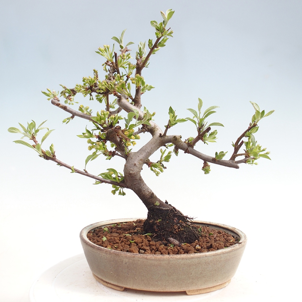 Kültéri bonsai - Malus sargentii - Kis gyümölcsű almafa