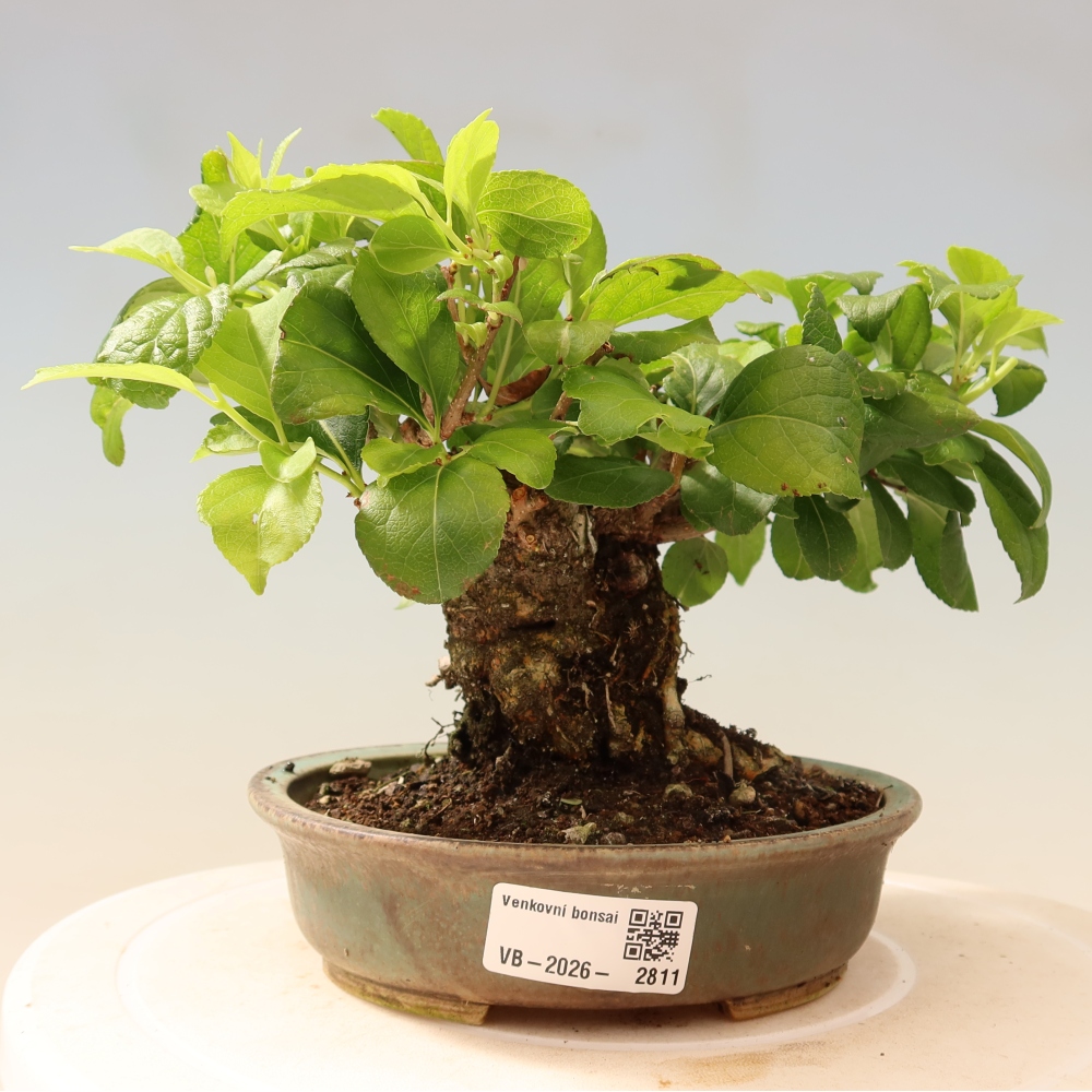 Kültéri bonsai - Celastrus orbiculatus