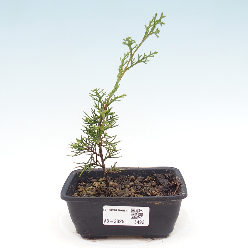 Kültéri bonsai - Juniperus chinensis Itoigawa