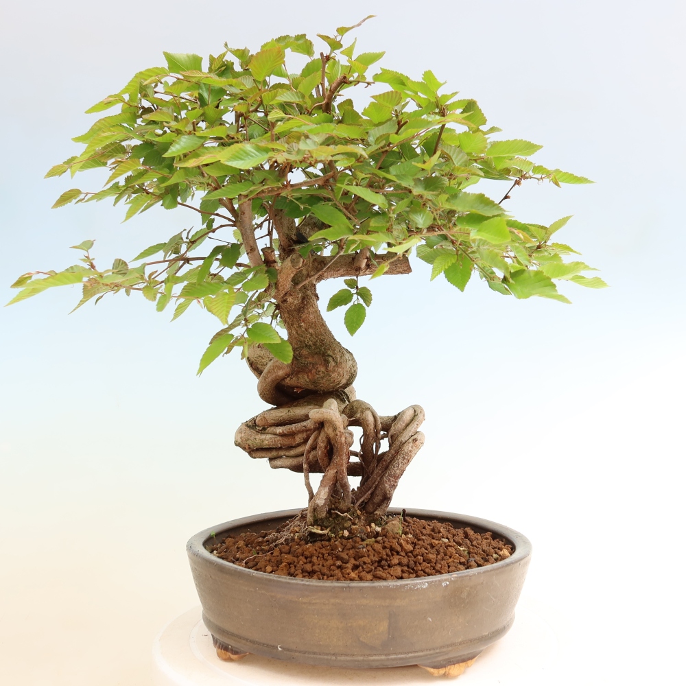 Kültéri bonsai -Carpinus Coreana - Koreai gyertyánfa