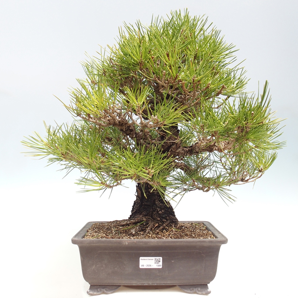 Kültéri bonsai - Pinus thunbergii - Thunberg fenyő
